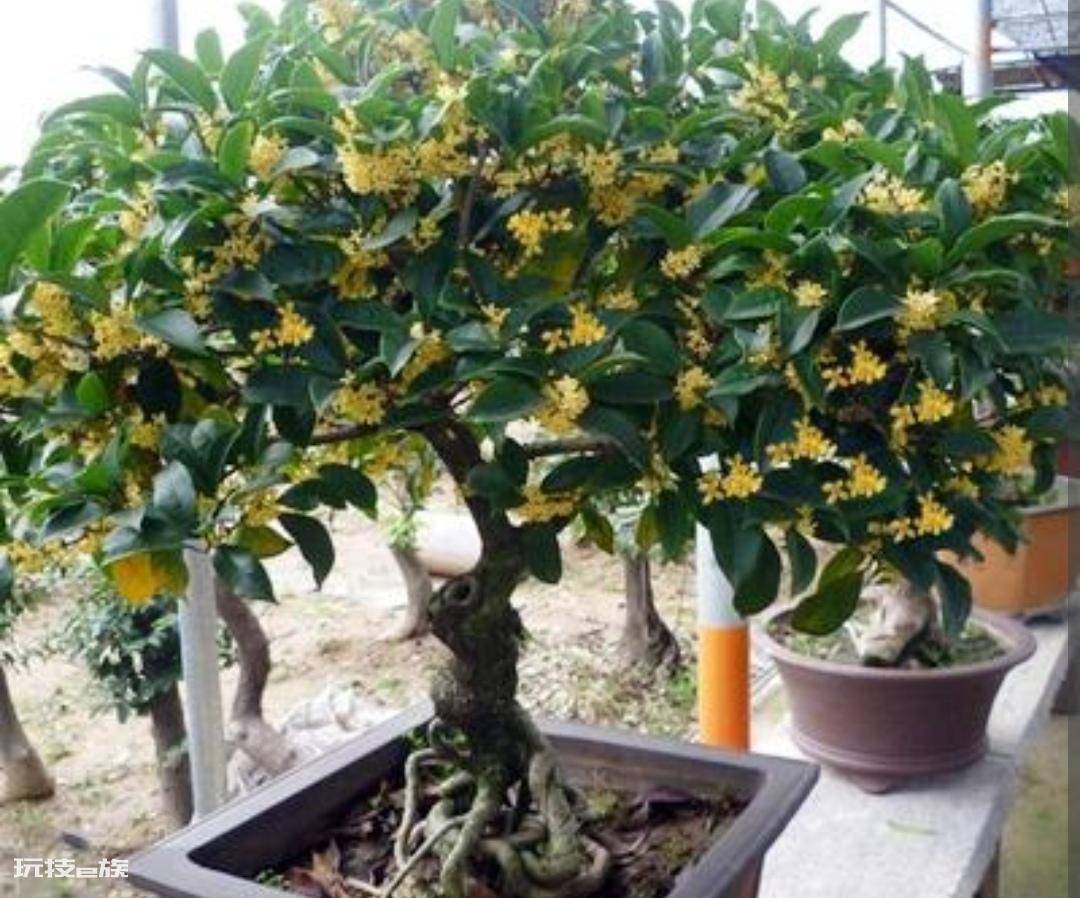 常见香味浓郁的花卉(家里养5种花卉植物清香四溢)-图片5